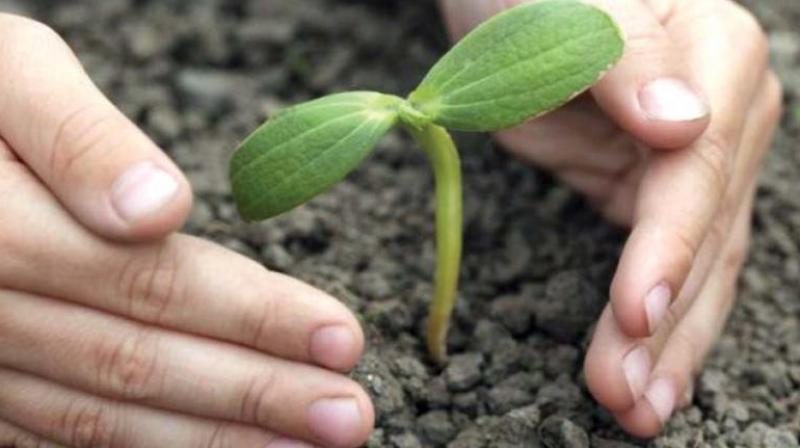 Over 4,08,000 saplings have been readied, including guava, custard apple, mango and parijatham, for planting along both sides of roads.  Representational image/DC