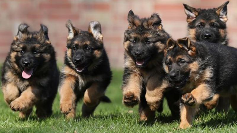 The Army has trained a number of dogs for mine detection, drug and explosive sniffing among others. (Representational Photo) The Army has trained a number of dogs for mine detection, drug and explosive sniffing among others. (Representational Photo)