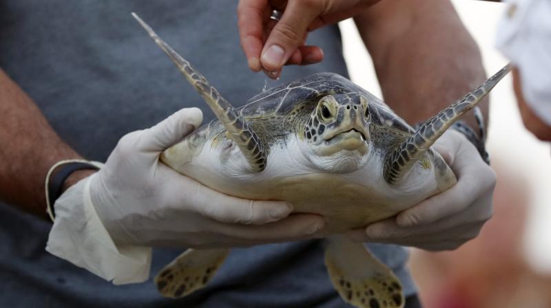 The turtle will carry the ashes of the oceanographer who founded the rehabilitation center that nursed the turtle back to health. (Photo: AP) The turtle will carry the ashes of the oceanographer who founded the rehabilitation center that nursed the turtle back to health. (Photo: AP)