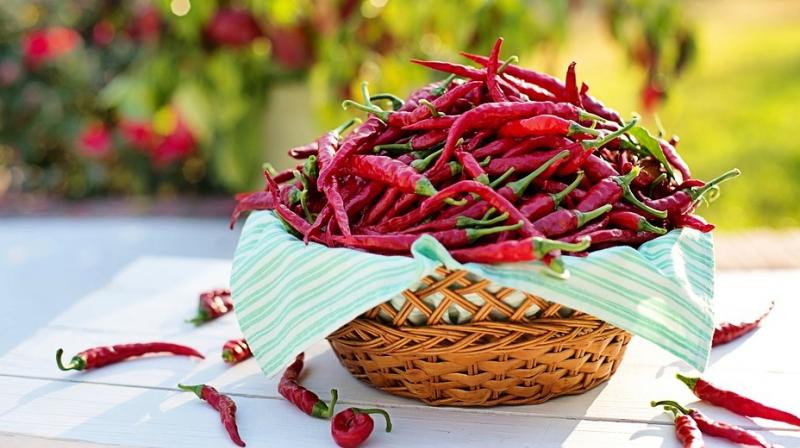Using capsaicin clinically will require overcoming its unpleasant side effects, which include gastrointestinal irritation, stomach cramps, and a burning sensation. (Photo: Representational/Pixabay) Using capsaicin clinically will require overcoming its unpleasant side effects, which include gastrointestinal irritation, stomach cramps, and a burning sensation. (Photo: Representational/Pixabay)