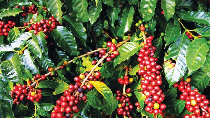 Leading coffee growing countries like Brazil, Colombia, Vietnam, Indonesia has caused an oversupply with prices of the commodity falling by about 30% in the global markets. Leading coffee growing countries like Brazil, Colombia, Vietnam, Indonesia has caused an oversupply with prices of the commodity falling by about 30% in the global markets.