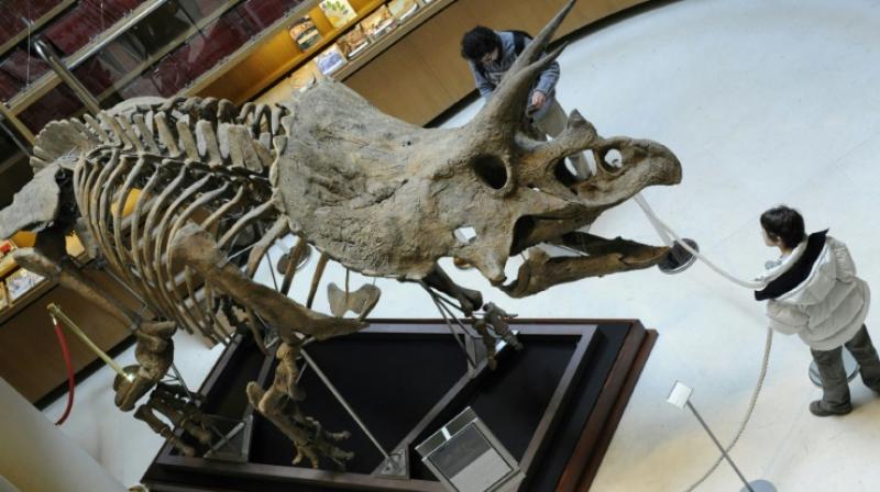 A new dinosaur evolutionary tree, published in the journal Nature, proposes two new base groups, in which bird-hipped dinos like the Triceratops pictured here in 2008, and reptile-hipped lizards are now mixed (Photo: AFP) A new dinosaur evolutionary tree, published in the journal Nature, proposes two new base groups, in which bird-hipped dinos like the Triceratops pictured here in 2008, and reptile-hipped lizards are now mixed (Photo: AFP)