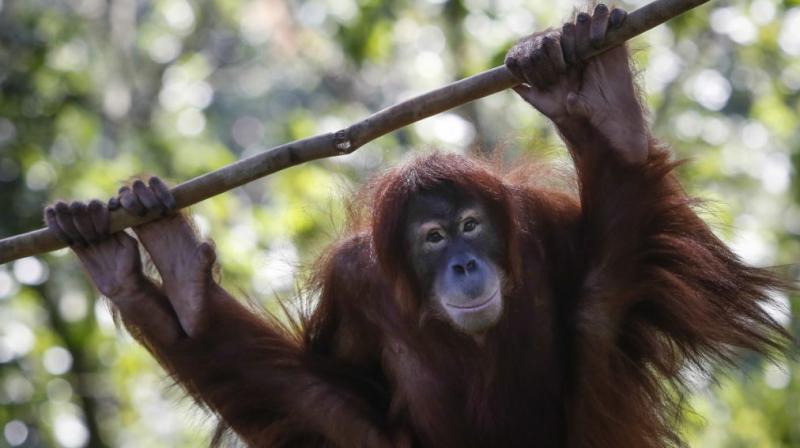 world s rarest ape