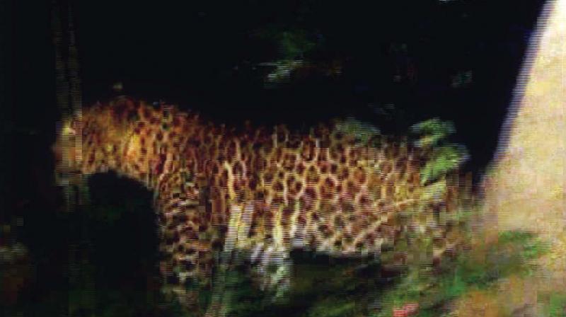 Panther that strayed into the Chandra colony area in Coonoor. (Photo:DC) Panther that strayed into the Chandra colony area in Coonoor. (Photo:DC)