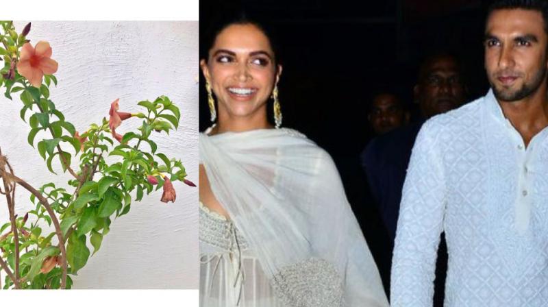 Ranveer Singh and Deepika Padukone. Ranveer Singh and Deepika Padukone.