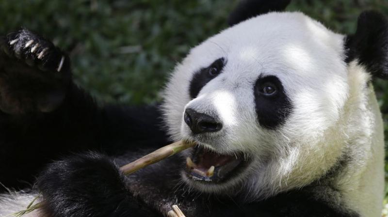 In addition to their valuable dung, pandas also produce 50 kilogrammes of food waste every day from the bamboo husks they spit out after chewing.(Photo: AP) In addition to their valuable dung, pandas also produce 50 kilogrammes of food waste every day from the bamboo husks they spit out after chewing.(Photo: AP)