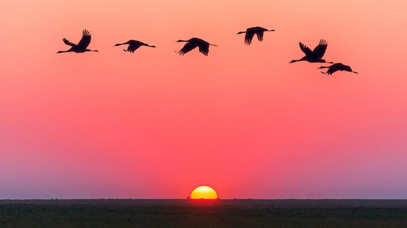 Migrating birds help scientists study how influenza evolves. (Photo: Pexels) Migrating birds help scientists study how influenza evolves. (Photo: Pexels)