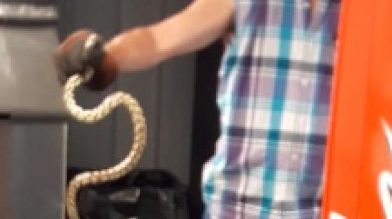 Man in US pulls out snake from vending machine. (Photo: Youtube) Man in US pulls out snake from vending machine. (Photo: Youtube)