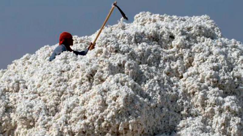 India has signed contracts to export 200,000 bales of cotton to China in the past one week. India has signed contracts to export 200,000 bales of cotton to China in the past one week.