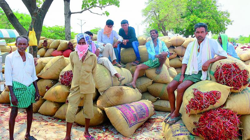 Farmers wait for buyers for their chilli produce at the Enumamula agricultural market yard in Warangal.(Photo: DC) Farmers wait for buyers for their chilli produce at the Enumamula agricultural market yard in Warangal.(Photo: DC)
