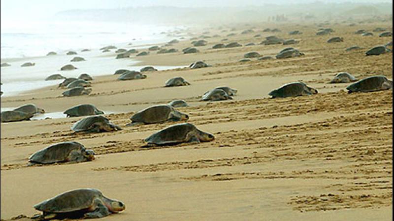 Olive Ridley sea turtles. Olive Ridley sea turtles.