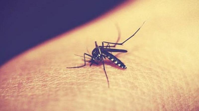 Carbohydrates could help develop better malaria vaccine, study finds. (Phto: Pixabay) Carbohydrates could help develop better malaria vaccine, study finds. (Phto: Pixabay)
