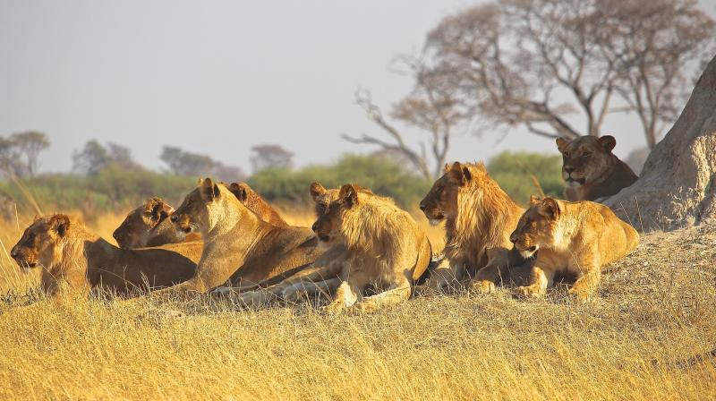The four poachers, who survived, were arrested and will appear in court ‘in due course’. (Representational Photo) The four poachers, who survived, were arrested and will appear in court ‘in due course’. (Representational Photo)