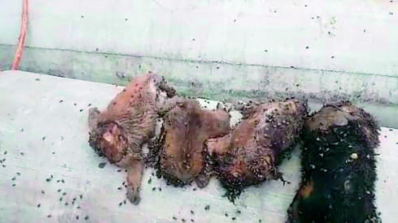 Puppies that were beheaded and thrown in the nala. Puppies that were beheaded and thrown in the nala.