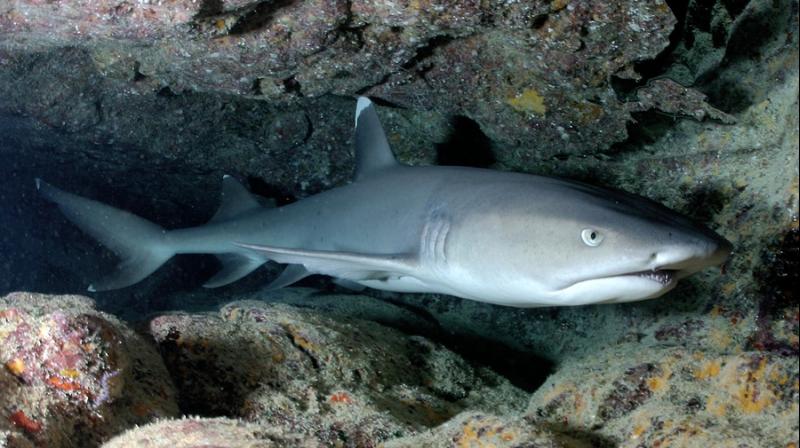 The shortfin mako, the fastest shark in the world, and the longfin mako are among the shark species being caught in large numbers in the North Atlantic. (Photo: Representational/Pixabay) The shortfin mako, the fastest shark in the world, and the longfin mako are among the shark species being caught in large numbers in the North Atlantic. (Photo: Representational/Pixabay)