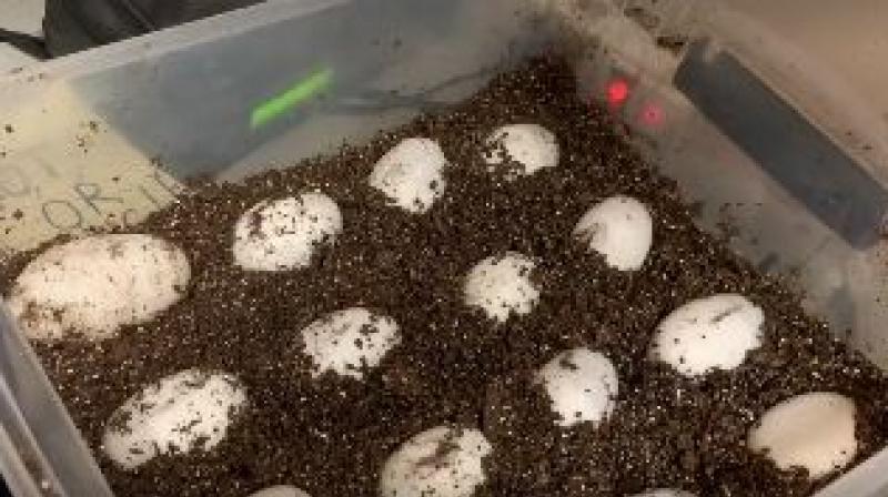 Alligator moms are said have the strongest maternal instincts among all the species in the animal kingdom. (Photo: Screengrab of Instagram video) Alligator moms are said have the strongest maternal instincts among all the species in the animal kingdom. (Photo: Screengrab of Instagram video)