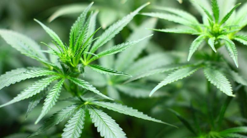 Patrons would have to bring their own weed, to comply with state law banning the sale of both pot and food or drink. (Photo: Pixabay) Patrons would have to bring their own weed, to comply with state law banning the sale of both pot and food or drink. (Photo: Pixabay)