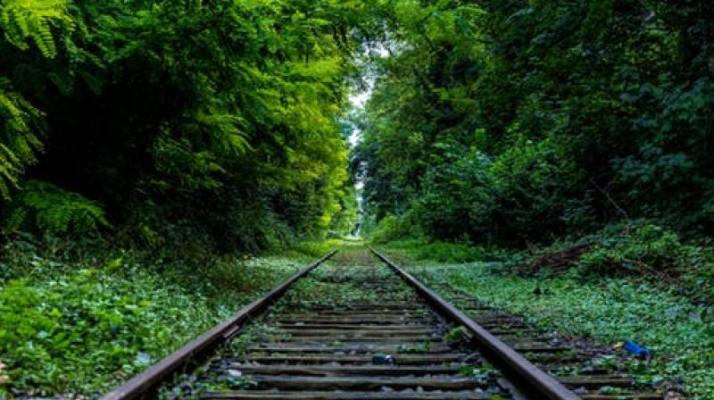being outdoors in nature is linked to a person's well-being. (Photo: Representational/Pexels) being outdoors in nature is linked to a person's well-being. (Photo: Representational/Pexels)