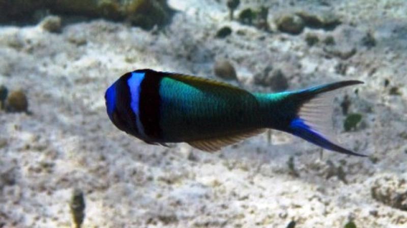 Sex reversal in dragons and the wrasse involve some of the same genes. (Photo: ANI) Sex reversal in dragons and the wrasse involve some of the same genes. (Photo: ANI)