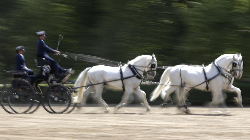 UNESCO describes it as “one of Europe’s leading horse-breeding institutions, developed at a time when horses played vital roles in transport, agriculture, military support and aristocratic representation. (Photo: AP) UNESCO describes it as “one of Europe’s leading horse-breeding institutions, developed at a time when horses played vital roles in transport, agriculture, military support and aristocratic representation. (Photo: AP)