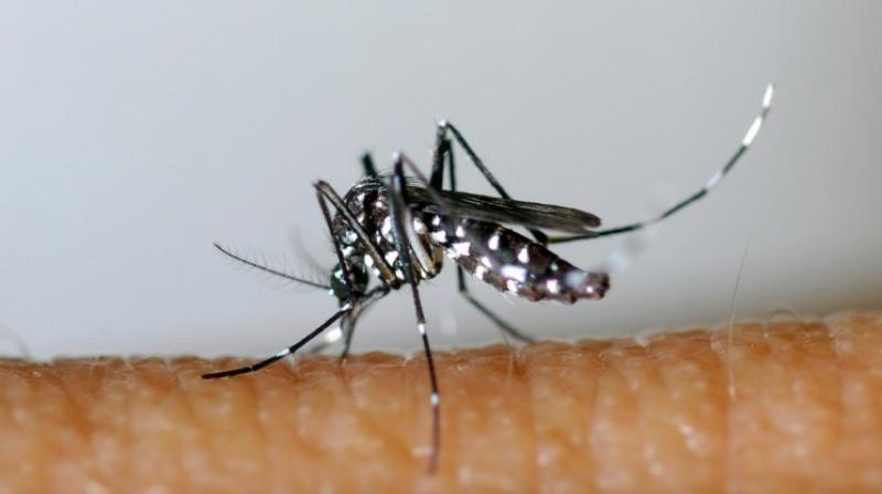 The research builds on two existing methods: radiation-based sterile insect technique (SIT) and incompatible insect technique (IIT). (Photo: AFP) The research builds on two existing methods: radiation-based sterile insect technique (SIT) and incompatible insect technique (IIT). (Photo: AFP)