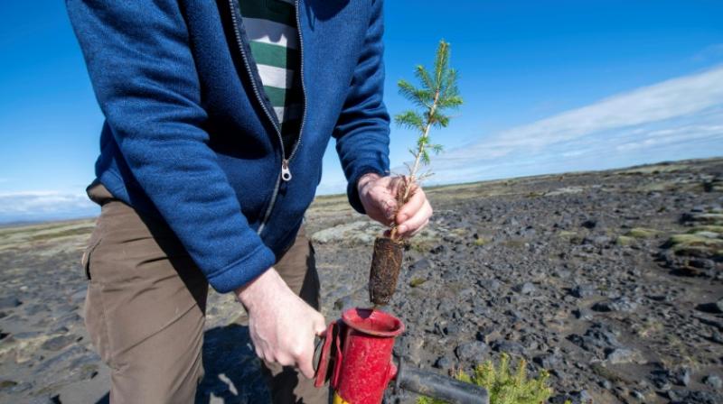 Despite the birch being native to the soil, afforestation efforts often focus on other species of trees. (Photo: AFP) Despite the birch being native to the soil, afforestation efforts often focus on other species of trees. (Photo: AFP)