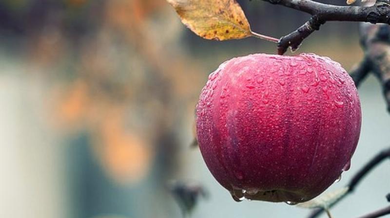 According to the findings, freshly harvested, organically managed apples harbour a significantly more diverse, more even and distinct bacterial community, compared to conventional ones. (Photo: Representational/Pixabay) According to the findings, freshly harvested, organically managed apples harbour a significantly more diverse, more even and distinct bacterial community, compared to conventional ones. (Photo: Representational/Pixabay)