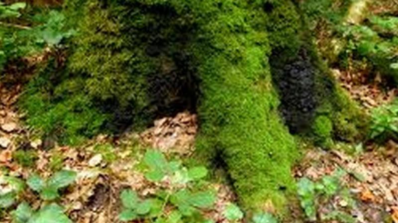 These changes the way we look at the survival of trees and the ecology of forests. (Photo: ANI) These changes the way we look at the survival of trees and the ecology of forests. (Photo: ANI)