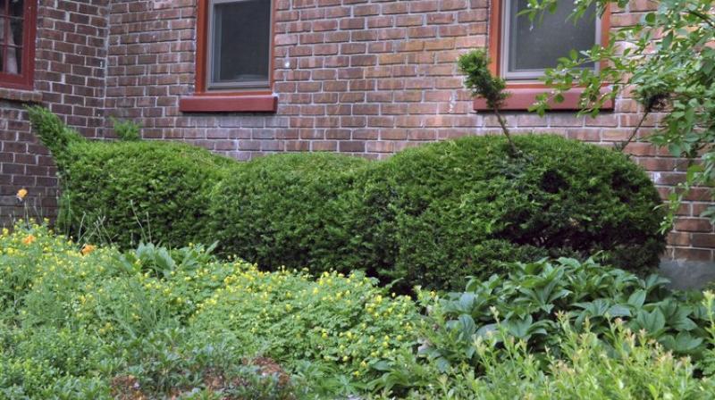 If severe cuts are needed, renovation is possible only if the plant is one capable of sprouting from old, perhaps leafless, wood. (Photo: AP) If severe cuts are needed, renovation is possible only if the plant is one capable of sprouting from old, perhaps leafless, wood. (Photo: AP)