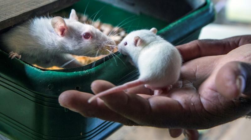 The researchers first tested methionine restriction in healthy mice to confirm it was having the desired effects on metabolism and then moved to testing it in mice with colorectal cancer and soft tissue tumours known as sarcomas. (Photo: AFP) The researchers first tested methionine restriction in healthy mice to confirm it was having the desired effects on metabolism and then moved to testing it in mice with colorectal cancer and soft tissue tumours known as sarcomas. (Photo: AFP)