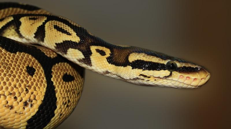 Reticulated pythons, which are widespread in Indonesia and other parts of Southeast Asia, grab onto their prey with dozens of sharp curved teeth and then squeeze it to death before swallowing it whole. (Photo: Pixabay) Reticulated pythons, which are widespread in Indonesia and other parts of Southeast Asia, grab onto their prey with dozens of sharp curved teeth and then squeeze it to death before swallowing it whole. (Photo: Pixabay)