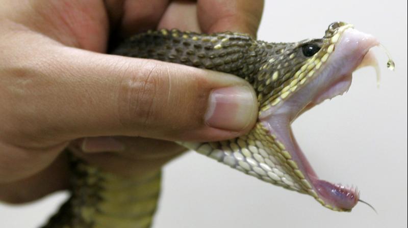 The man was taking them home to the southern city of Guangzhou to make snake wine. (Photo: AFP ) The man was taking them home to the southern city of Guangzhou to make snake wine. (Photo: AFP )
