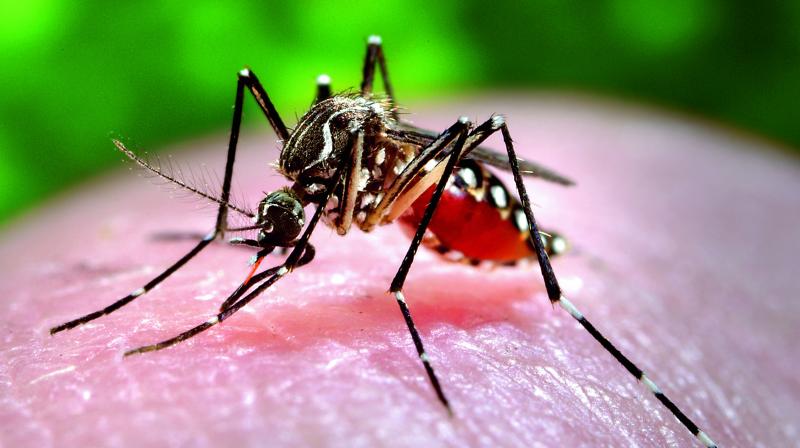 In the wake of the realisation of sporadic cases of dengue during summers and winters, we got in touch with Dr Farhan Shaikh for his expert opinion on the disease. In the wake of the realisation of sporadic cases of dengue during summers and winters, we got in touch with Dr Farhan Shaikh for his expert opinion on the disease.