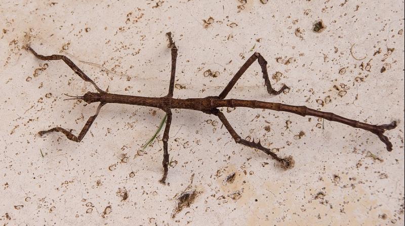 Insects are still able to show a preference for mates from the same species a key to evolutionary success. (Photo: Pixabay) Insects are still able to show a preference for mates from the same species a key to evolutionary success. (Photo: Pixabay)