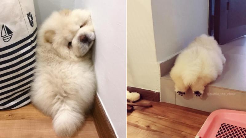 Meet Puffie the Chow Chow. (Photo: Instagram / puffie_the_chow) Meet Puffie the Chow Chow. (Photo: Instagram / puffie_the_chow)