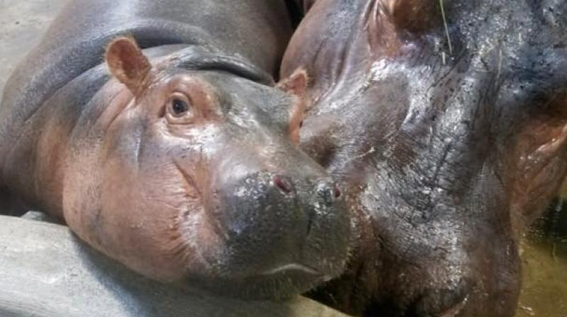 Fiona the hippo. (Photo: Facebook / Cncinnati Zoo & Botanical Garden) Fiona the hippo. (Photo: Facebook / Cncinnati Zoo & Botanical Garden)