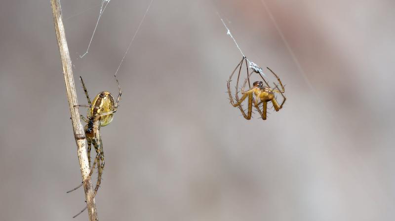 Newly discovered spider species named after Enid Blyton characters. (Photo: Pexels) Newly discovered spider species named after Enid Blyton characters. (Photo: Pexels)