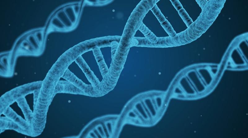 There exist no indications that certain genetic factors are associated with the total intake of calories, carbohydrates, and fat. (Photo: Pixabay) There exist no indications that certain genetic factors are associated with the total intake of calories, carbohydrates, and fat. (Photo: Pixabay)