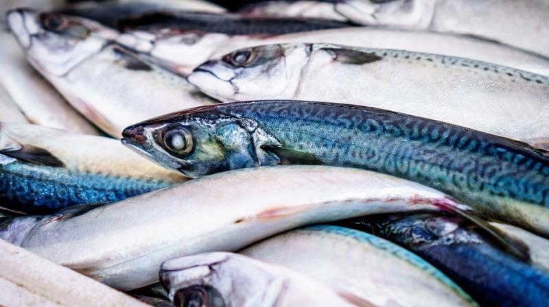 The decline in discards in recent years may be an indicator of depleted fish stocks, researchers say. (Photo: Pixabay) The decline in discards in recent years may be an indicator of depleted fish stocks, researchers say. (Photo: Pixabay)