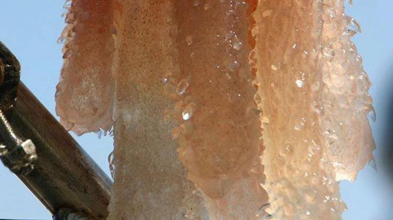 Pyrosomes ( Photo: Facebook / Monterey Locals) Pyrosomes ( Photo: Facebook / Monterey Locals)
