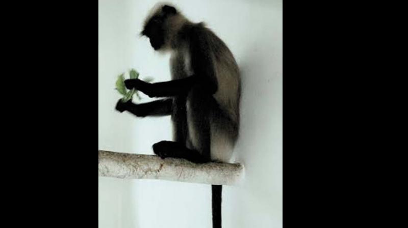 Chinnu, the 11-year-old grey langur. Chinnu, the 11-year-old grey langur.