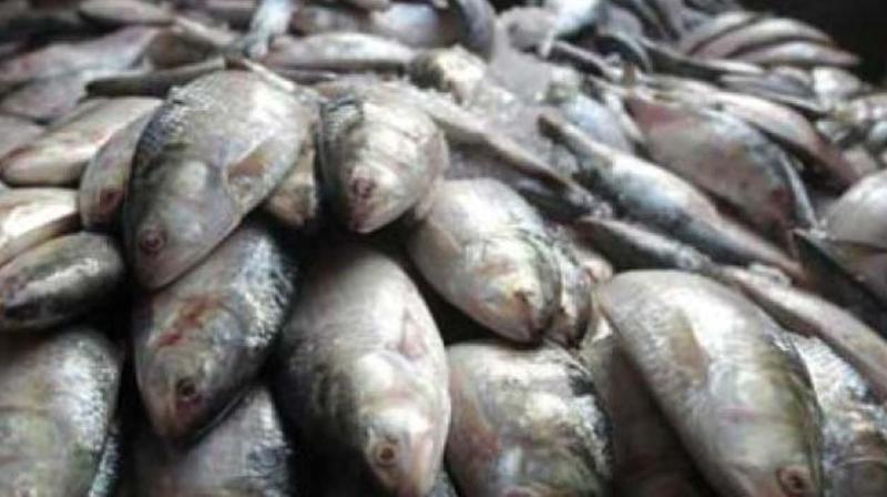 T.D. Jojo, project coordinator of ATREE, said that the survey had found the menace of jelly fishes in the lake creating trouble for traditional fishermen. T.D. Jojo, project coordinator of ATREE, said that the survey had found the menace of jelly fishes in the lake creating trouble for traditional fishermen.