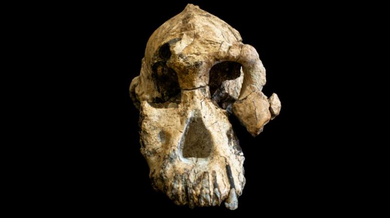 This is a game changer in our understanding of human evolution during the Pliocene. (Photo: AFP) This is a game changer in our understanding of human evolution during the Pliocene. (Photo: AFP)