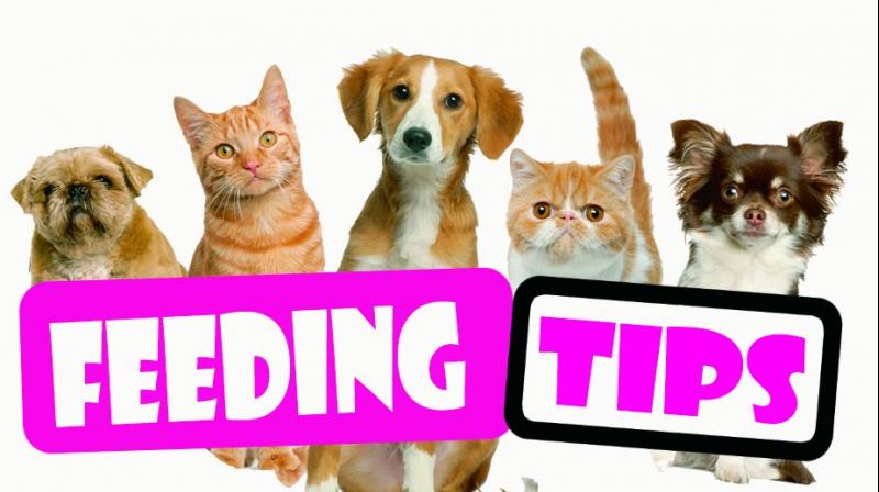 Cooked rice with a non-vegetarian curry or fry, and at times even table scraps are considered good for pets. Cooked rice with a non-vegetarian curry or fry, and at times even table scraps are considered good for pets.