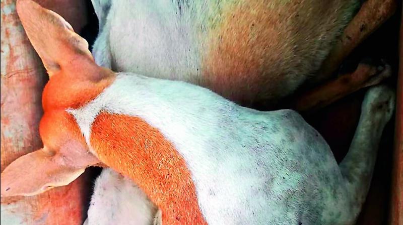 Bodies of dogs which were killed by officials. Bodies of dogs which were killed by officials.