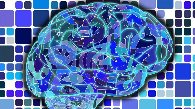 Stress shrinks the brain Stress shrinks the brain