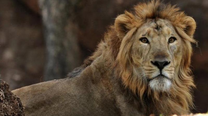 Incidents of lions getting mowed down by trains or vehicles on the road are often reported from the area (Photo: AFP) Incidents of lions getting mowed down by trains or vehicles on the road are often reported from the area (Photo: AFP)