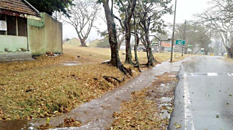 Bandipur National Park experienced its first shower of the season —DC Bandipur National Park experienced its first shower of the season —DC