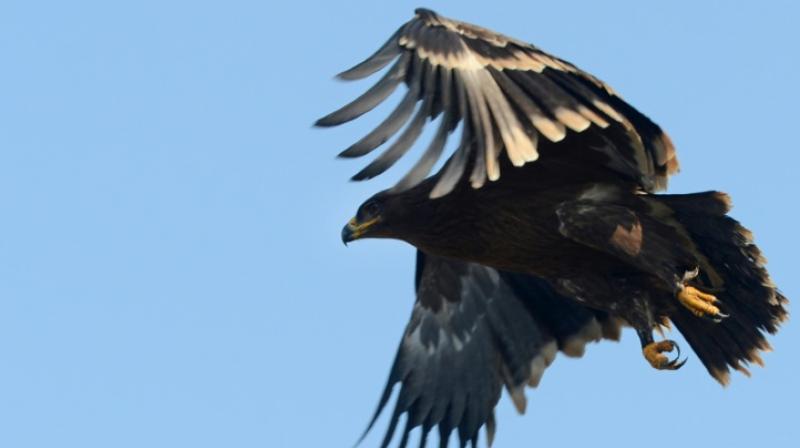 Scientists this week launched a campaign called Top up the eagles mobile. (Photo: AFP) Scientists this week launched a campaign called Top up the eagles mobile. (Photo: AFP)