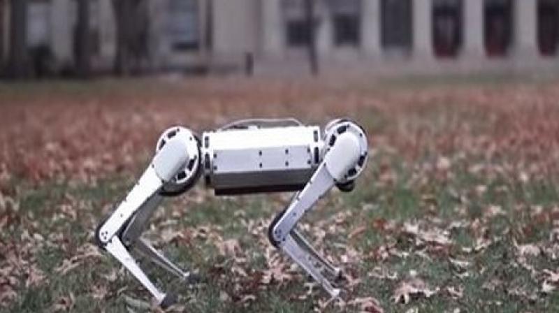 The Mini Cheetah paves way for agile automatons with potential applications at war front, natural disasters, or even construction sites. (Photo: ANI) The Mini Cheetah paves way for agile automatons with potential applications at war front, natural disasters, or even construction sites. (Photo: ANI)